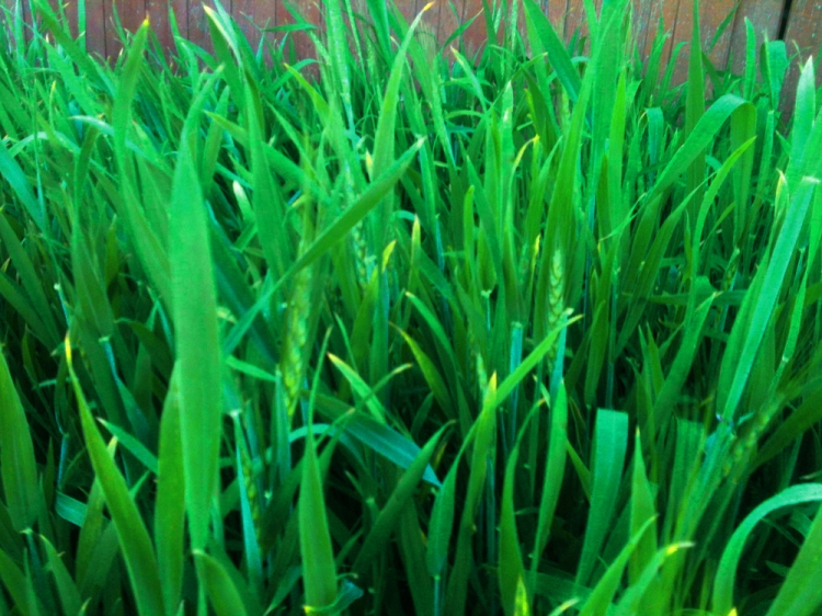 My 6'x6' plot of wheat grass.