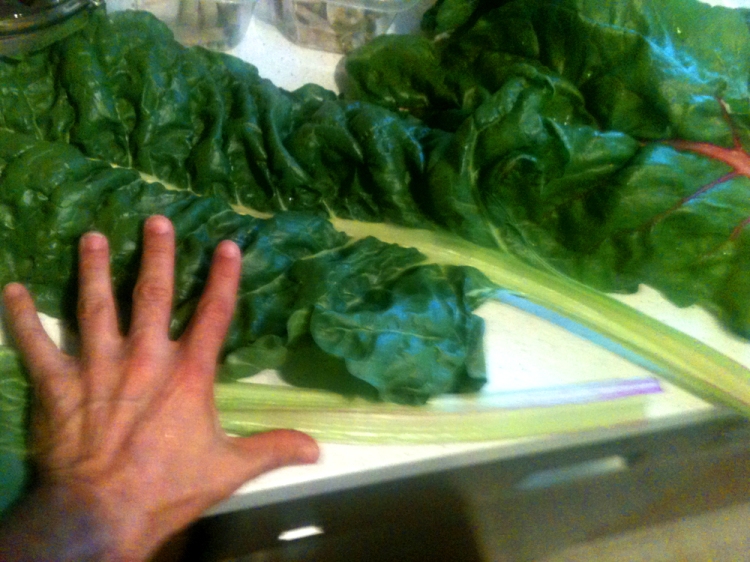 The chard got so big i was just eating one leaf per meal. 
