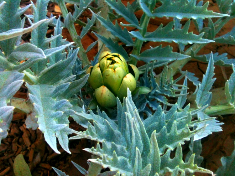 The only artichoke i got before summer came. About the size of a tennis ball.
