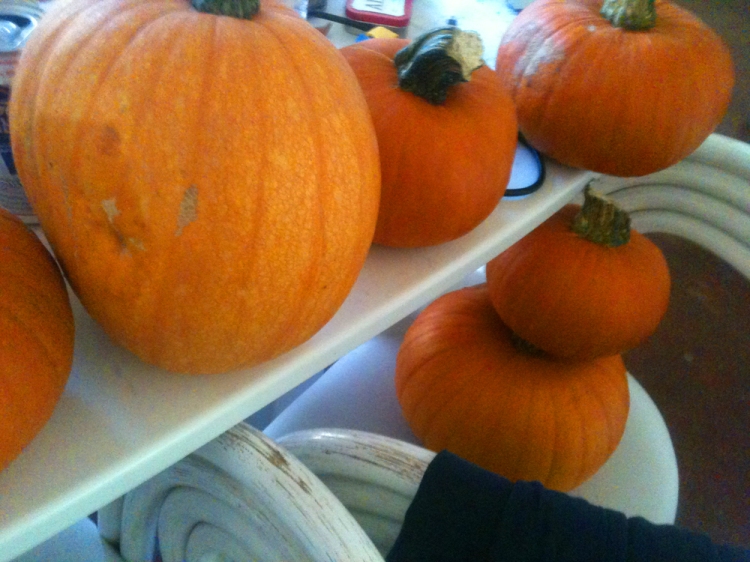 Too many pumpkins to know what to do with, and they lasted until Halloween!